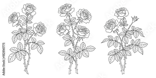 Three black and white line art rose branches with leaves and thorns flower floral