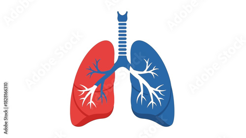 Illustration of lungs with red and blue coloration on a white background.
