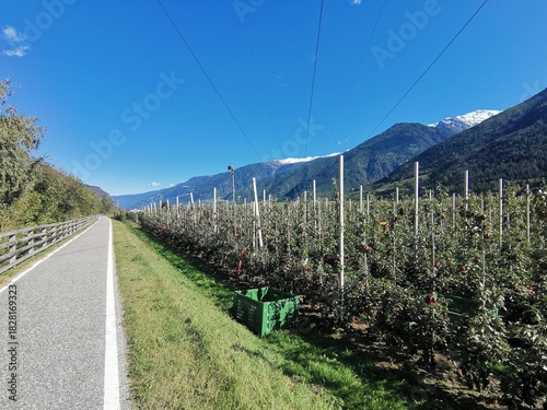 apple field vinschgau