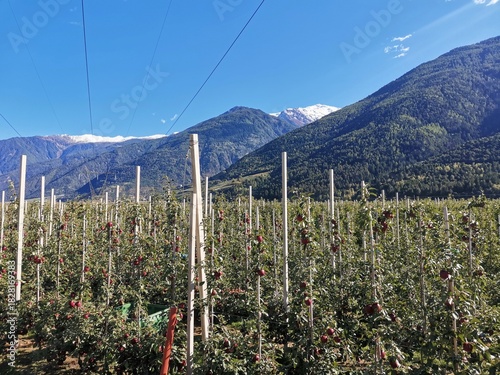 apple field vinschgau