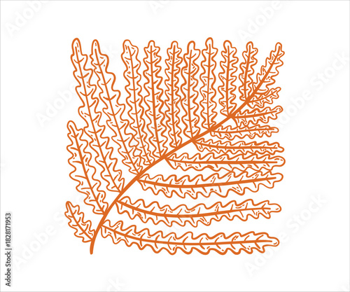 Forest fern hand-drawn, line art. Doodle illustration of jungle plants.