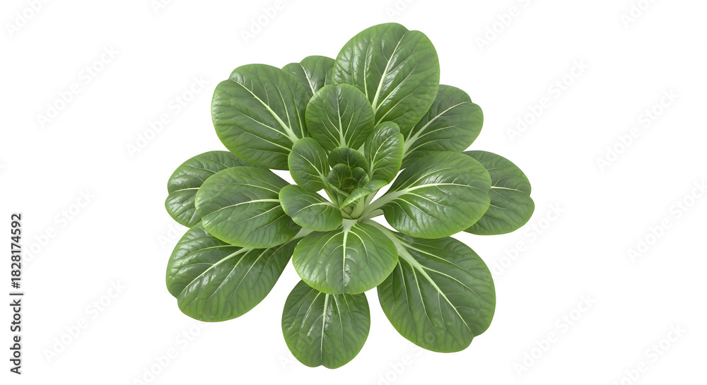 Fototapeta premium Fresh green bok choy plant isolated on white background top view