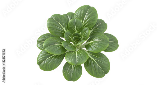 Fresh green bok choy plant isolated on white background top view