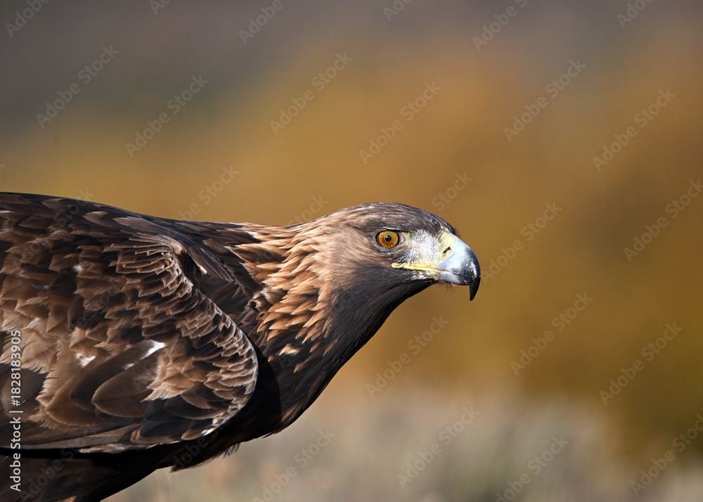 Obraz premium a majestic and powerful golden eagle in the mountain