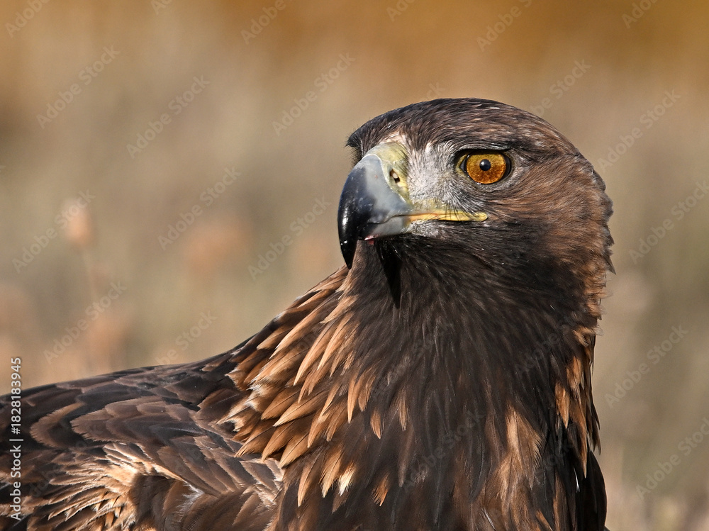 Fototapeta premium a golden eagle in the mountain on spain