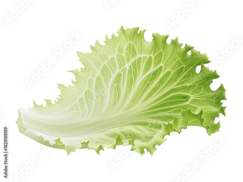 Fresh green leafy lettuce against a dark background