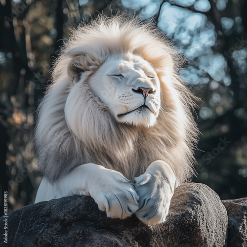Majestic white lion resting on rock under natural daylight in the wild

