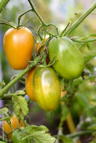 Close-up of vibrant tomato bush with one ripe, yellow tomato and several unripe, green tomatoes, illustrating growth stages in garden, perfect for healthy eating and gardening content.