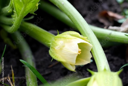 Witness the miracle of nature with this time-lapse footage showcasing the elegant bloom of a zucchini flower, set against the backdrop of rich garden soil, a true spectacle of growth.