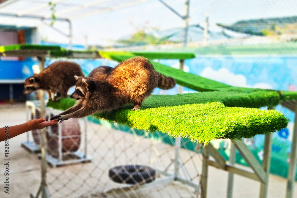 Naklejka premium Two Adorable Lemurs Reaching Out To Be Fed By A Human Hand On A Green Artificial Grass Platform
