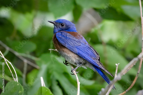 Photography Western bluebird on a branch in Colorado
