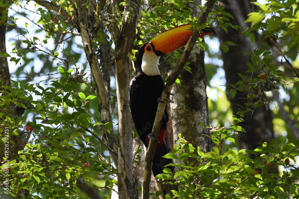 Fototapeta premium Brazilian toucan