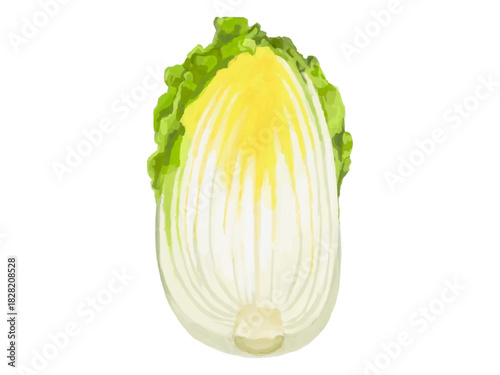 半分にカットした白菜のベクターイラスト