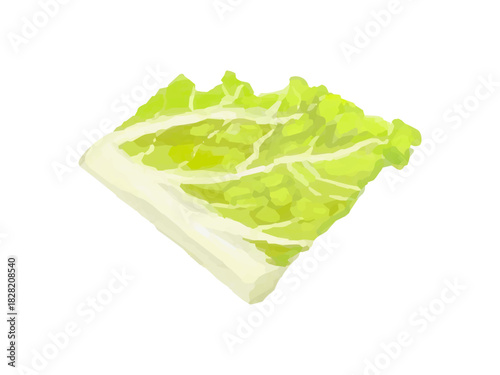 白菜ザク切りのベクターイラスト 端っこ