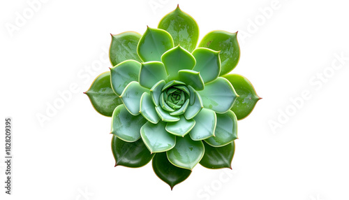 Close-up top-down shot of a symmetrical green succulent on a solid black background