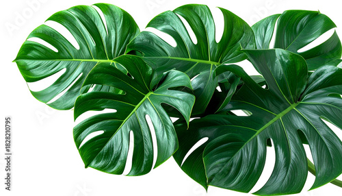 Lush, large green monstera plant leaves against a black background, glossy texture