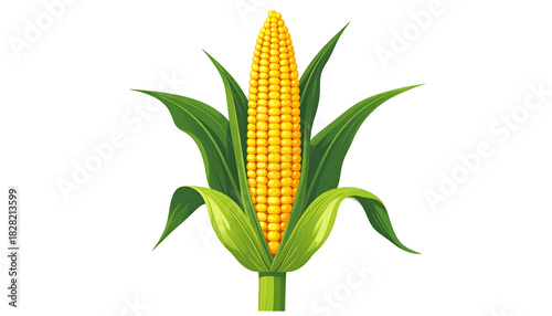 A ripe ear of corn with vibrant yellow kernels and green leaves, against a black backdrop