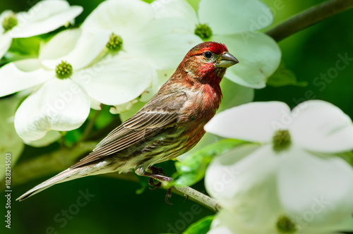 A male house finch bird, Haemorhous mexicanus, perched among white dogwood tree flowers