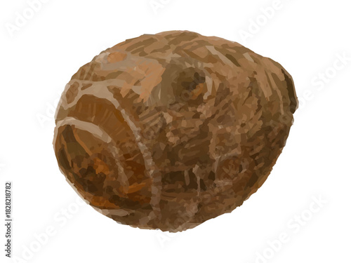 丸型の里芋のベクターイラスト 丸ごと