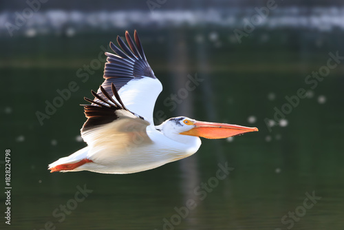American White Pelican, Spring, Grand Teton NP