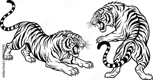Tiger vector illustration, aggressive animal poses, black and white wild cat artwork, fierce jungle predator design, cad drawing flat vector illustration