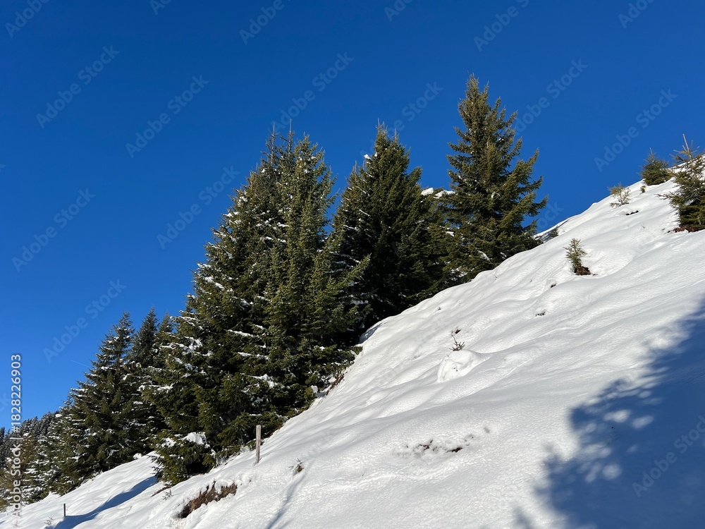 Fototapeta premium Picturesque canopies of alpine trees in a typical winter atmosphere in the Swiss Alps and over the village St. Antönien (St. Antoenien) - Canton of Grisons, Switzerland (Kanton Graubünden, Schweiz)