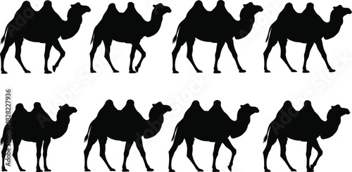Silhouette vector illustration of multiple walking camels in two rows, desert animal graphic design element for wildlife themes, travel concepts, nature decoration, black outline