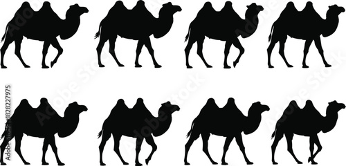 Silhouette vector illustration of walking camels in multiple poses, showing desert animal movement sequence, wildlife concept for travel, nature, safari and outdoor themed design