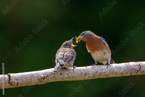 Mama feeding her young