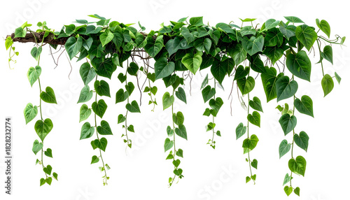Lush green heart-shaped leaves of a climbing plant cascade downwards from a wooden beam
