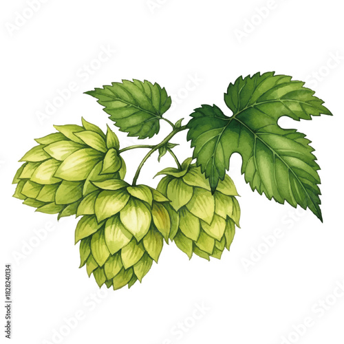 Watercolor-style hop (beer) illustration／水彩テイストのホップ・ビールのイラスト