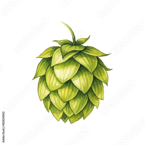Watercolor-style hop (beer) illustration／水彩テイストのホップ・ビールのイラスト