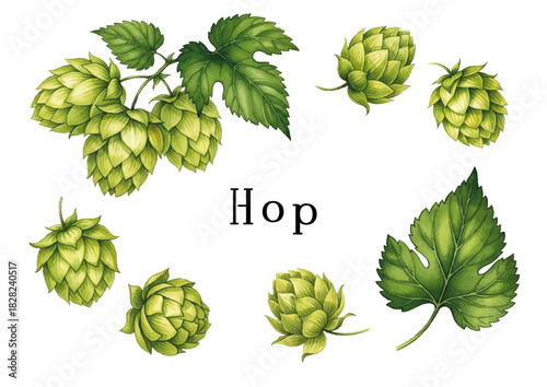 Watercolor-style hop (beer) illustration／水彩テイストのホップ・ビールのイラスト