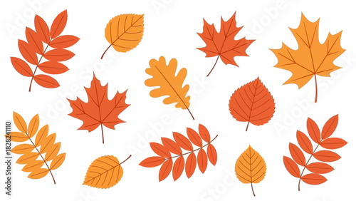 Collection of various autumn leaves in shades of orange and yellow, isolated on white.