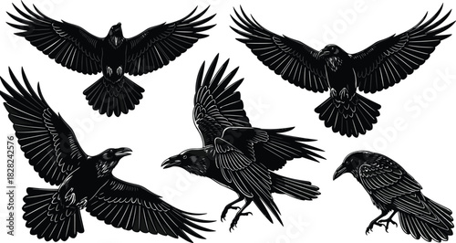 PrintSet of black raven vector illustrations, flying and standing crow silhouettes, isolated bird sketches for halloween decoration, tattoo design, and gothic art elements.