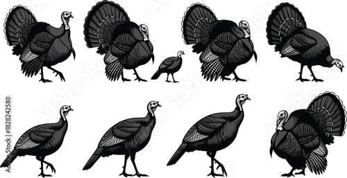 PrintSet of black and white turkey vector illustrations, isolated farm bird silhouettes for thanksgiving holiday design, autumn harvest, and agriculture graphic elements.
