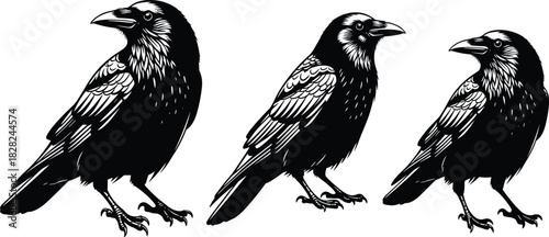 Set of Three Detailed Black Raven or Crow Vector Illustrations, Standing Birds in Profile View, Depicting Gothic, Mystical, Dark Nature, and Wildlife Concepts
