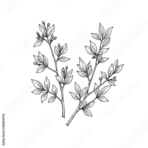 Botanical drawing of two sprigs with leaves and berries on a white background, delicate line art illustration