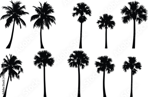 Palm tree silhouettes collection, tropical tree icons, black vector palm set, beach nature elements, summer illustration pack, isolated exotic trees