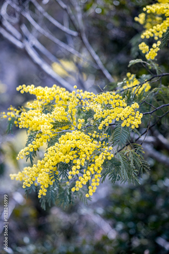 	美しいミモザのクローズアップ｜縦位置