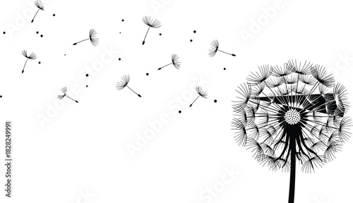 Dandelion flower with flying seeds silhouette vector illustration, puff ball disperses fluff in the wind, symbolizing wishes, freedom, and change, abstract nature graphic isolated on white background.