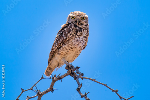 Little Owl