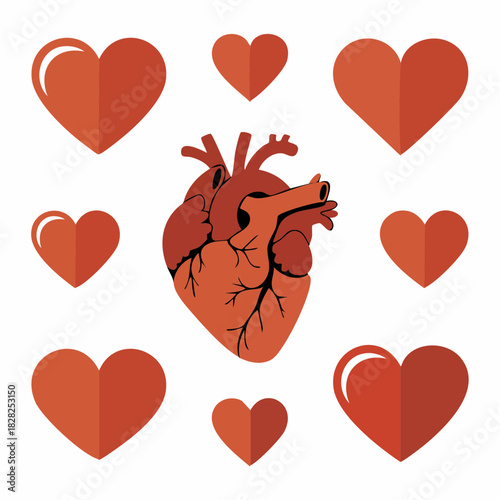 Anatomical human heart surrounded by multiple stylized red heart icons on a white background.