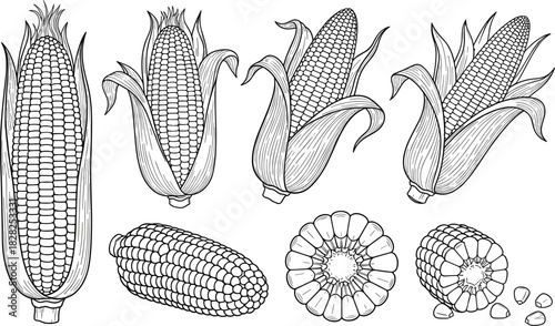 corn illustration, botanical drawing, maize anatomy, food sketch, agricultural art, cob cross-section, kernel detail, farm produce, vintage style, educational graphic
