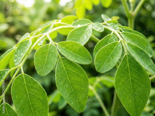 Close-up shot of vibrant green moringa leaves, showcasing their intricate details and natural beauty.
