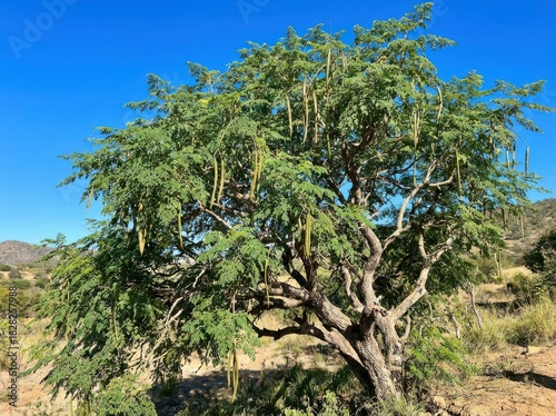 A vibrant image showcasing a mature tree with lush green foliage and long seed pods against a clear blue sky.