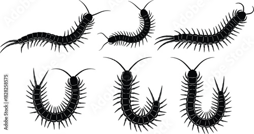 Centipede illustration, insect silhouette, arthropod graphic, segmented body, creepy crawler, entomology art, black blue outline, nature, biology, science