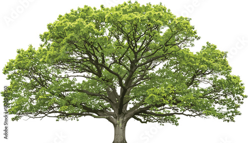 Large mature deciduous tree with thick trunk and lush green canopy, isolated on white background for botanical and landscape design use.