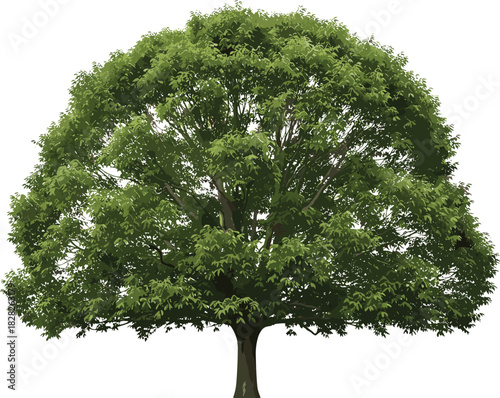 Mature deciduous tree with broad green canopy, thick trunk, spring foliage, botanical vector, nature illustration, isolated white background, landscape element