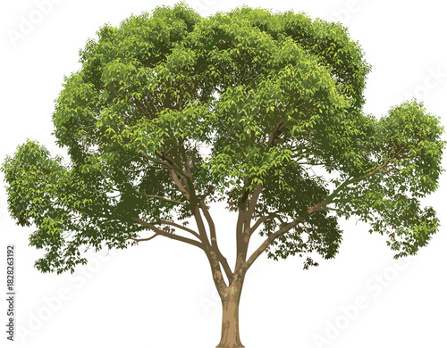 Mature deciduous tree with thick trunk and broad green canopy, isolated on white background for botanical, landscape, and nature design.